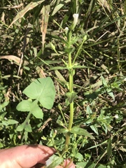 Gratiola pedunculata