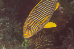 Plectorhinchus polytaenia