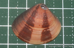 Meretricinae