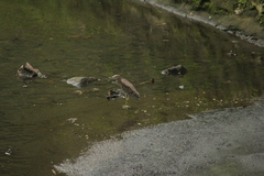 Nycticorax nycticorax