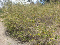 Malacothamnus
