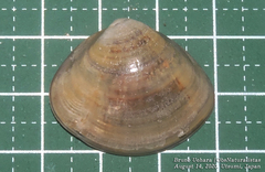 Meretrix petechialis