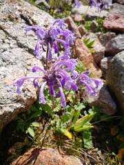 Dracocephalum imberbe