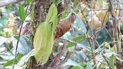 Margarornis rubiginosus image