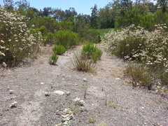 Deinandra fasciculata