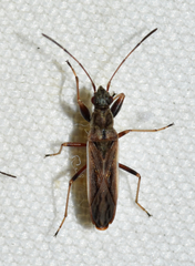 Paromius longulus