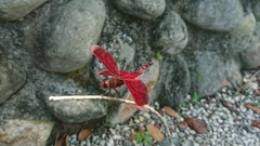 Neurothemis taiwanensis