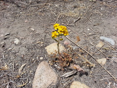 Deinandra fasciculata