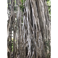 Ficus benghalensis