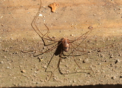 Leiobunum calcar