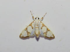 Cirrhochrista kosemponialis
