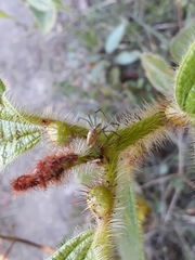 Peucetia flava