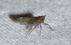 Pareuidella