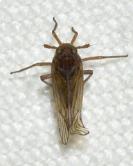 Pareuidella