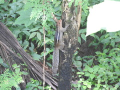 Funambulus tristriatus