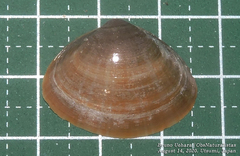Mactra chinensis