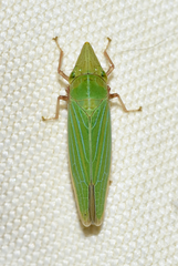 Draeculacephala robinsoni