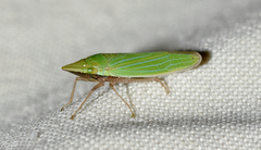 Draeculacephala robinsoni