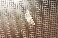 Alucita montana
