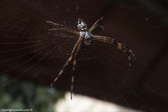 Argiope argentata