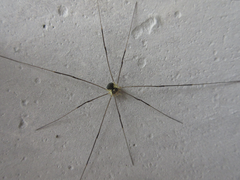 Oligolophus tienmushanensis