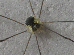 Oligolophus tienmushanensis