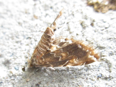 Elophila turbata