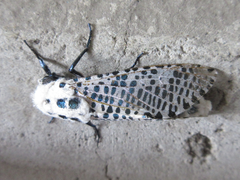 Zeuzera multistrigata