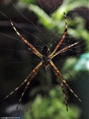Argiope argentata