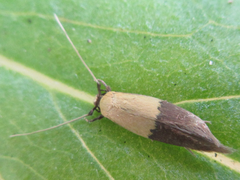 Opogona nipponica