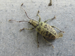 Lepidepistomodes nigromaculatus