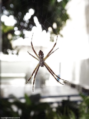 Argiope argentata