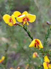 Dillwynia ramosissima
