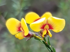 Dillwynia ramosissima