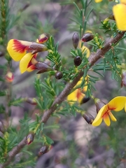 Dillwynia ramosissima
