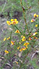 Dillwynia ramosissima