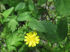 Crepidiastrum denticulatum