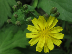 Crepidiastrum denticulatum