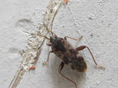 Neolethaeus dallasi