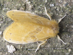 Euproctis subflava