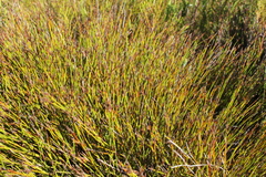 Soroveta ambigua
