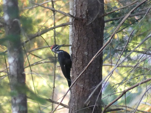 Pileated Woodpecker