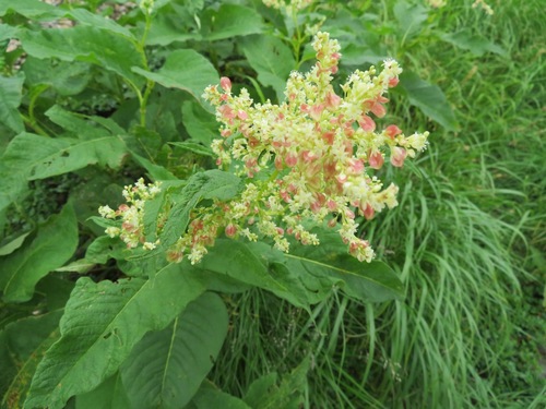 Aconogonon weyrichii iNat (2)