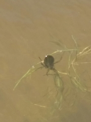 Nepomorpha