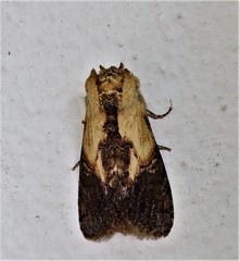 Pygaerinae