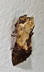 Pygaerinae