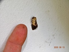 Pygaerinae