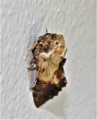Pygaerinae