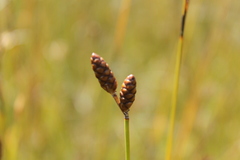 Nevillea obtusissima