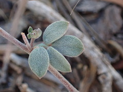 Acmispon decumbens davidsonii